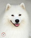 Samoyed 9Y566D-019